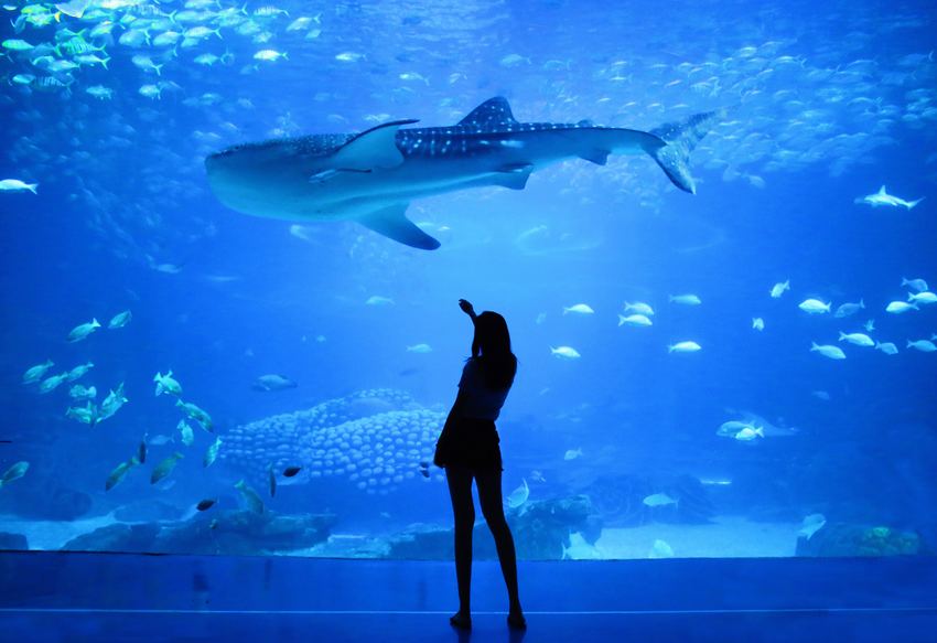 Find Nemo at the Melbourne Aquarium 